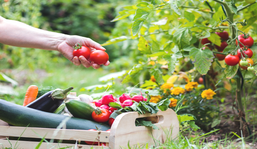 4 Tips for a Low-Maintenance Vegetable Garden